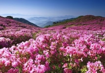 지리산 철쭉 - (우)*아름다운꽃 사진실 - 음악과 영상의 사랑 지리산 철쭉