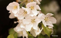 보타닉가든에서 5월.. - 　　　· 풍경, 꽃 - 그냥 교회 애기 사과꽃 향기는 바람에 날리고.. 보타닉가든에서 5월..