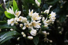 [제주] 감귤꽃이 피고 질 때 - (우)*아름다운꽃 사진실 - 음악과 영상의 사랑 [제주] 감귤꽃이 피고 질 때