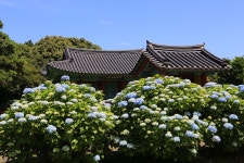 [제주] 수국이 만개한 혼인지 - (우)**풍경*풍물 사진실 - 음악과 영상의 사랑 음악과 영상의 사랑