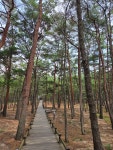 울진은어다리/ 월송정, 25. 07. 06. - ◐―――― 충청지회 - 5670 아름다운 동행 울진은어다리/ 월송정, 25. 07. 06.
