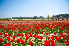 임자도에 봄이와서 우리를 기다리고 있습니다... - ◐――전체알림 공지글 - 5670 아름다운 동행 임자도에 봄이와서 우리를 기다리고 있습니다...