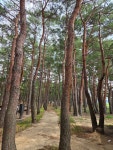 울진은어다리/ 월송정, 25. 07. 06. - ◐―――― 충청지회 - 5670 아름다운 동행 울진은어다리/ 월송정, 25. 07. 06.