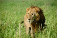콩고민주공화국 가람바 국립공원 (Garamba National Park, 유네스코... 콩고민주공화국 가람바 국립공원 (Garamba National Park, 유네스코... 