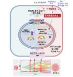 당 대사가 유전자에 영향을 줘서 암발병위험 높임 - 건강 게시판 - 이종격투기 당 대사가 유전자에 영향을 줘서 암발병위험 높임