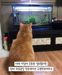 우리집 고양이 밤 샜나봐... - 엽기사진실 - 이종격투기 우리집 고양이 밤 샜나봐...