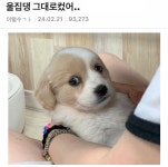 어릴적모습 그대로큰 멈무.jpg - 엽기사진실 - 이종격투기 어릴적모습 그대로큰 멈무.jpg