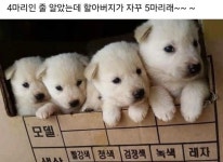 4마리? - 엽기사진실 - 이종격투기 4마리?