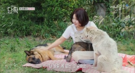 시골의 숲속 시크릿가든에서 32마리 반려견과 사는 수의사 - 엽기사진실 - 이종격투기 시골의 숲속 시크릿가든에서 32마리 반려견과 사는 수의사