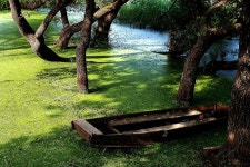 한국관광) 경남 창녕 우포늪 - 엽기사진실 - 이종격투기 한국관광) 경남 창녕 