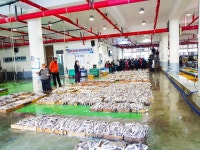 전남 완도 완도수산시장 - 엽기사진실 - 이종격투기 전남 완도 