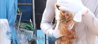 불법 개농장 구조 봉사활동 하는 다니엘헤니 - 엽기사진실 - 이종격투기 불법 개농장 구조 봉사활동 하는 다니엘헤니