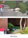집사 제대로 선택한 고양이 .jpg - 엽기사진실 - 이종격투기 집사 제대로 선택한 고양이 .jpg