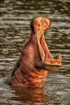 콩고민주공화국 가람바 국립공원 (Garamba National Park, 유네스코... 콩고민주공화국 가람바 국립공원 (Garamba National Park, 유네스코... 
