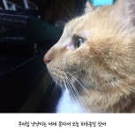 우리집 고양이 밤 샜나봐... - 엽기사진실 - 이종격투기 우리집 고양이 밤 샜나봐...