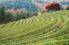 전라남도 보성 보성녹차밭(대한다원) - 악플달면 쩌리쩌려버려 - ＊여성시대＊ 차분한 20대들의 알흠다운 공간 전라남도 보성 보성녹차밭(대한다원)