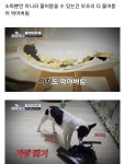 집안물건 닥치는대로 물어뜯는 강아지 ㄷㄷ - 엽기사진실 - 이종격투기 집안물건 닥치는대로 물어뜯는 강아지 ㄷㄷ