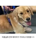미용실 다녀와서 갑자기 사나와진 댕댕이 - 악플달면 쩌리쩌려버려 - ＊여성시대＊ 차분한 20대들의 알흠다운 공간 미용실 다녀와서 갑자기... 