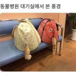 동물병원 대기실에서 본 풍경 - 악플달면 쩌리쩌려버려 - ＊여성시대＊ 차분한 20대들의 알흠다운 공간 동물병원 대기실에서 본 풍경