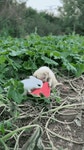 토끼와 강아지가 같이 수박 먹는 짤.gif - 엽기사진실 - 이종격투기 토끼와 강아지가 같이 수박 먹는 짤.gif