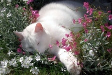 꽃냥이들 🌸🐱 - 엽기사진실 - 이종격투기 꽃냥이들 🌸🐱