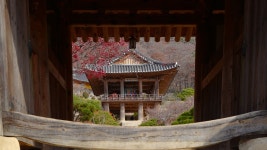 경북 영주 부석사 - 엽기사진실 - 이종격투기 경북 영주 