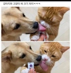 강아지와 고양이의 차이점 - 엽기사진실 - 이종격투기 강아지와 고양이의 차이점