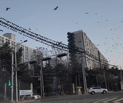 평택 오산쪽 까마귀 떼 근황.gif - 엽기사진실 - 이종격투기 평택 오산쪽 까마귀 떼 근황.gif