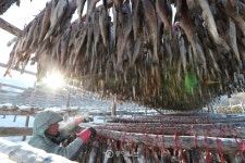 인제 황태국,구이 - 엽기사진실 - 이종격투기 인제 