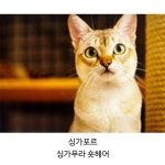 각 나라를 대표하는 고양이 - 엽기사진실 - 이종격투기 각 나라를 대표하는 고양이
