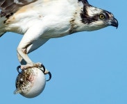 복어 사냥한 물수리 - 엽기사진실 - 이종격투기 복어 사냥한 물수리