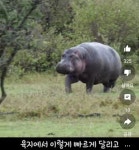 동물상식) 의외로 잘알려지지 않은 하마의 미친 운동능력 ㄷㄷㄷ - 엽기사진실 - 이종격투기 동물상식) 의외로 잘알려지지 않은 하마의 미친... 