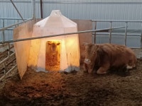 한겨울 송아지 얼어죽지말라구 숨숨집도 만들어줌 - 엽기사진실 - 이종격투기 한겨울 송아지 얼어죽지말라구 숨숨집도 만들어줌