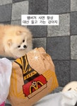 집사 햄버거 들어주는 멍멍이 - 엽기사진실 - 이종격투기 집사 햄버거 들어주는 멍멍이