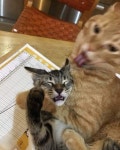 그루밍을 멈추지않는 고양이 - 엽기사진실 - 이종격투기 그루밍을 멈추지않는 고양이