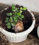 몰래 화분파다 걸린 햄스터 - 엽기사진실 - 이종격투기 몰래 화분파다 걸린 햄스터