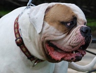 현존하는 가장 큰 불독 - 엽기사진실 - 이종격투기 현존하는 가장 큰 불독