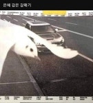 새우깡 얻어먹고 은혜갚은 갈메기. - 엽기사진실 - 이종격투기 새우깡 얻어먹고 은혜갚은 갈메기.