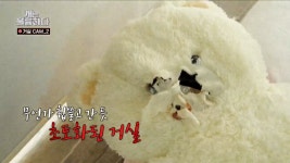 집안물건 닥치는대로 물어뜯는 강아지 ㄷㄷ - 엽기사진실 - 이종격투기 집안물건 닥치는대로 물어뜯는 강아지 ㄷㄷ