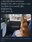 펫 택시탔는데 차별느낌 - 엽기사진실 - 이종격투기 펫 택시탔는데 차별느낌