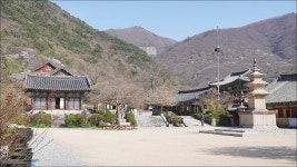 경남 밀양 표충사 - 엽기사진실 - 이종격투기 경남 밀양 