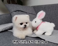토끼한테 뽀뽀받은 강아지 - 엽기사진실 - 이종격투기 토끼한테 뽀뽀받은 강아지