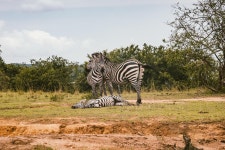 콩고민주공화국 가람바 국립공원 (Garamba National Park, 유네스코... 콩고민주공화국 가람바 국립공원 (Garamba National Park, 유네스코... 