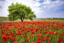 한국관광) 경남 함안 악양둑방 - 엽기사진실 - 이종격투기 한국관광) 경남 함안 