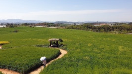 고창의 엄청난 청보리밭 - 엽기사진실 - 이종격투기 고창의 엄청난 청보리밭