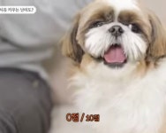 난이도 O 이라는 견종 - 엽기사진실 - 이종격투기 난이도 O 이라는 견종