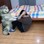 개 인 트레이너.gif - 엽기사진실 - 이종격투기 개 인 트레이너.gif