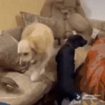 개쩌는 빌드업.gif - 엽기사진실 - 이종격투기 개쩌는 빌드업.gif