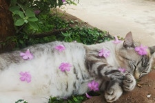 꽃냥이들 🌸🐱 - 엽기사진실 - 이종격투기 꽃냥이들 🌸🐱