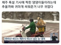 제주 폭설 기사에 찍힌 댕댕이들 - 엽기사진실 - 이종격투기 제주 폭설 기사에 찍힌 댕댕이들